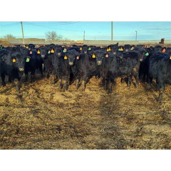 Joe Waldner - 750# Heifers - 68 Head (Bow Island, AB)