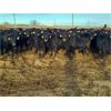 Image 1 : Joe Waldner - 750# Heifers - 68 Head (Bow Island, AB)