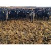 Image 3 : Joe Waldner - 750# Heifers - 68 Head (Bow Island, AB)