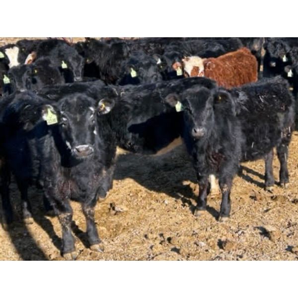 Knudsen Farms - 770# Heifers - 50 Head (Hussar, AB)