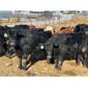 Image 2 : Knudsen Farms - 770# Heifers - 50 Head (Hussar, AB)
