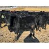 Image 3 : Knudsen Farms - 770# Heifers - 50 Head (Hussar, AB)