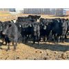 Image 5 : Knudsen Farms - 770# Heifers - 50 Head (Hussar, AB)