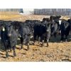 Image 6 : Knudsen Farms - 770# Heifers - 50 Head (Hussar, AB)