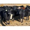 Image 7 : Knudsen Farms - 770# Heifers - 50 Head (Hussar, AB)