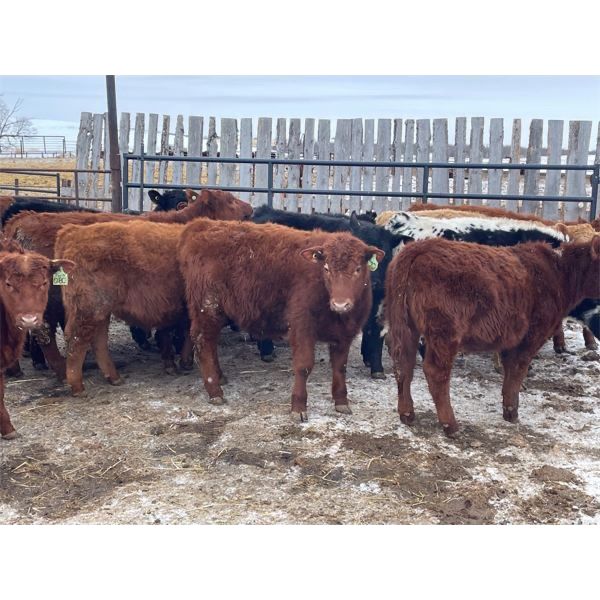 Ian Selte - 600# Steers - 49 Head (Paradise Valley, AB)
