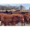 Image 2 : Ian Selte - 600# Steers - 49 Head (Paradise Valley, AB)