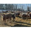 Image 3 : Range 45 Ranch Ltd. - 850# Heifers - 72 Head (Dewberry, AB)