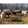 Image 4 : Range 45 Ranch Ltd. - 850# Heifers - 72 Head (Dewberry, AB)