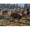 Image 5 : Range 45 Ranch Ltd. - 850# Heifers - 72 Head (Dewberry, AB)