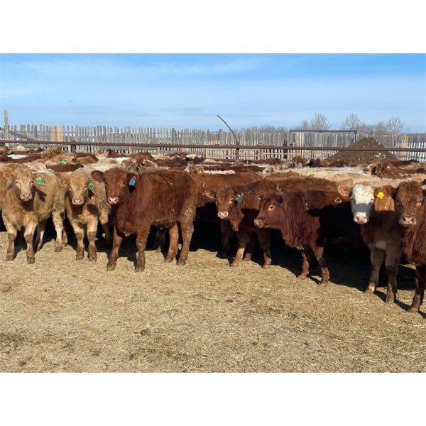 Hines Ranching Co. Ltd. - 975# Grass Heifers - 250 Head (Marwayne, AB)