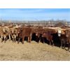 Image 1 : Hines Ranching Co. Ltd. - 975# Grass Heifers - 250 Head (Marwayne, AB)