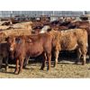 Image 2 : Hines Ranching Co. Ltd. - 975# Grass Heifers - 250 Head (Marwayne, AB)