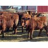 Image 3 : Hines Ranching Co. Ltd. - 975# Grass Heifers - 250 Head (Marwayne, AB)