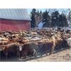 Image 5 : Hines Ranching Co. Ltd. - 975# Grass Heifers - 250 Head (Marwayne, AB)