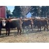 Image 6 : Hines Ranching Co. Ltd. - 975# Grass Heifers - 250 Head (Marwayne, AB)