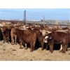 Image 7 : Hines Ranching Co. Ltd. - 975# Grass Heifers - 250 Head (Marwayne, AB)