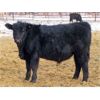 Image 10 : Martin DeVos - 700# Steers - 85 Head (Fork River, MB)