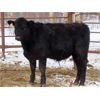 Image 11 : Martin DeVos - 700# Steers - 85 Head (Fork River, MB)