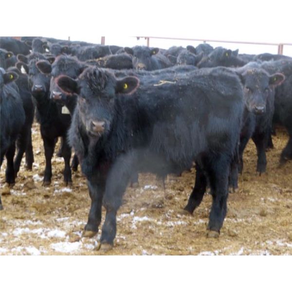 Martin DeVos - 700# Steers - 85 Head (Fork River, MB)