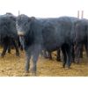Image 5 : Martin DeVos - 700# Steers - 85 Head (Fork River, MB)