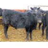 Image 6 : Martin DeVos - 700# Steers - 85 Head (Fork River, MB)