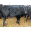 Image 7 : Martin DeVos - 700# Steers - 85 Head (Fork River, MB)