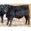 Image 8 : Martin DeVos - 700# Steers - 85 Head (Fork River, MB)