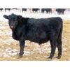Image 9 : Martin DeVos - 700# Steers - 85 Head (Fork River, MB)