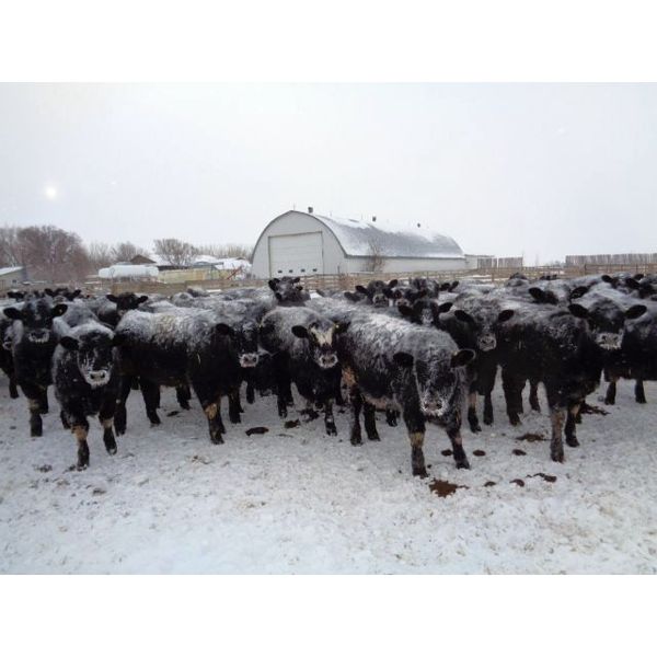 T & S Stock Farms - 755# Heifers - 161 Head (Scandia, AB)