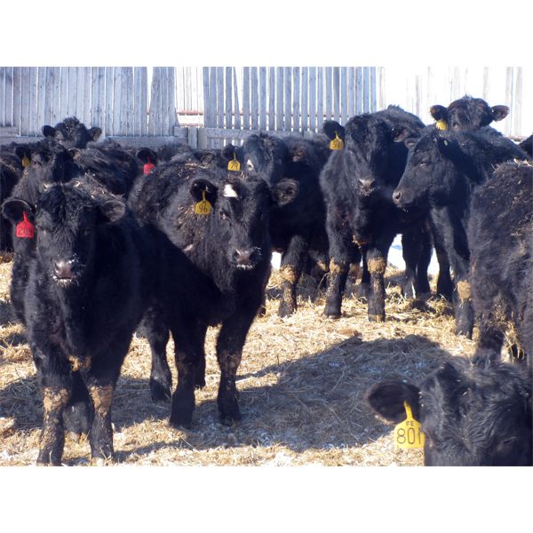 Wade Fewings - 750# Steers - 80 Head (Pierson, MB)