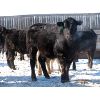Image 4 : Wade Fewings - 750# Steers - 80 Head (Pierson, MB)