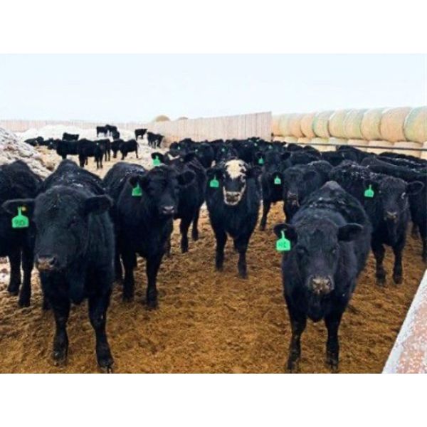 Josh Herauf - 975# Grass Heifers - 385 Head (Davin, SK)