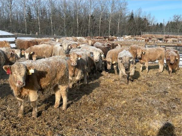 45 Ranch Range 45 Ranch Ltd. - 850# Steers - 145 Head (Dewberry, AB) - Team ...