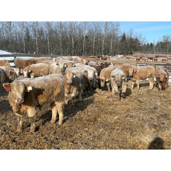 Range 45 Ranch Ltd. - 850# Steers - 145 Head (Dewberry, AB)
