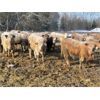 Image 3 : Range 45 Ranch Ltd. - 850# Steers - 145 Head (Dewberry, AB)