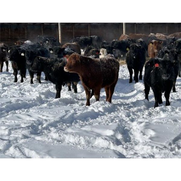 Reid Ranching Cremona - 600# Steers - 65 Head (Cremona, AB)