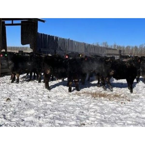 BN Ranch - 780# Steers - 220 Head (Boyle, AB)