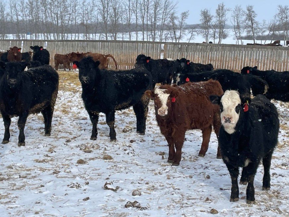 45 Ranch Range 45 Ranch Ltd. - 775# Heifers - 240 Head (Dewberry, AB) - Team ...