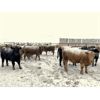 Image 3 : Lowe Ranches - 759# Steers - 116 Head (Nanton, AB)