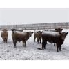 Image 8 : Lowe Ranches - 759# Steers - 116 Head (Nanton, AB)
