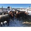Image 2 : Guichon Creek Ranch - 850# September Steers - 70 Head (Anahim Lake, BC)