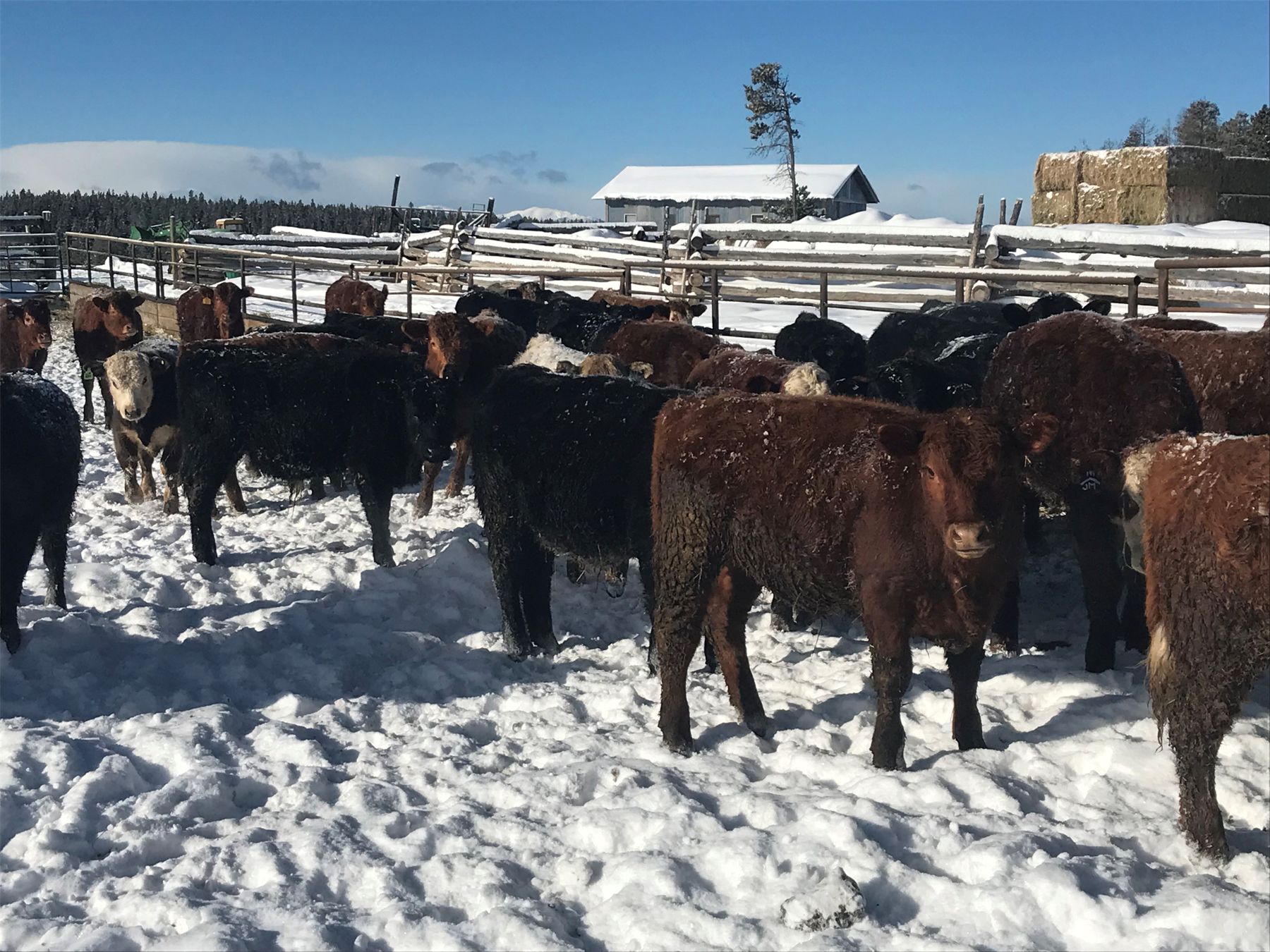 Guichon Creek Ranch 850 September Steers 70 Head (Anahim Lake, BC