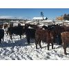 Image 5 : Guichon Creek Ranch - 850# September Steers - 70 Head (Anahim Lake, BC)