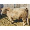Image 1 : 2 Year-Old Charolais Bull - JGL Jukebox 45J