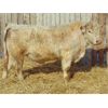 Image 2 : 2 Year-Old Charolais Bull - JGL Jukebox 45J