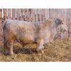 Image 3 : 2 Year-Old Charolais Bull - JGL Jukebox 45J