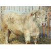 Image 4 : 2 Year-Old Charolais Bull - JGL Jukebox 45J