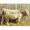 Image 1 : 2 Year-Old Charolais Bull - JGL Jukebox 42J