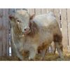 Image 2 : 2 Year-Old Charolais Bull - JGL Jukebox 42J
